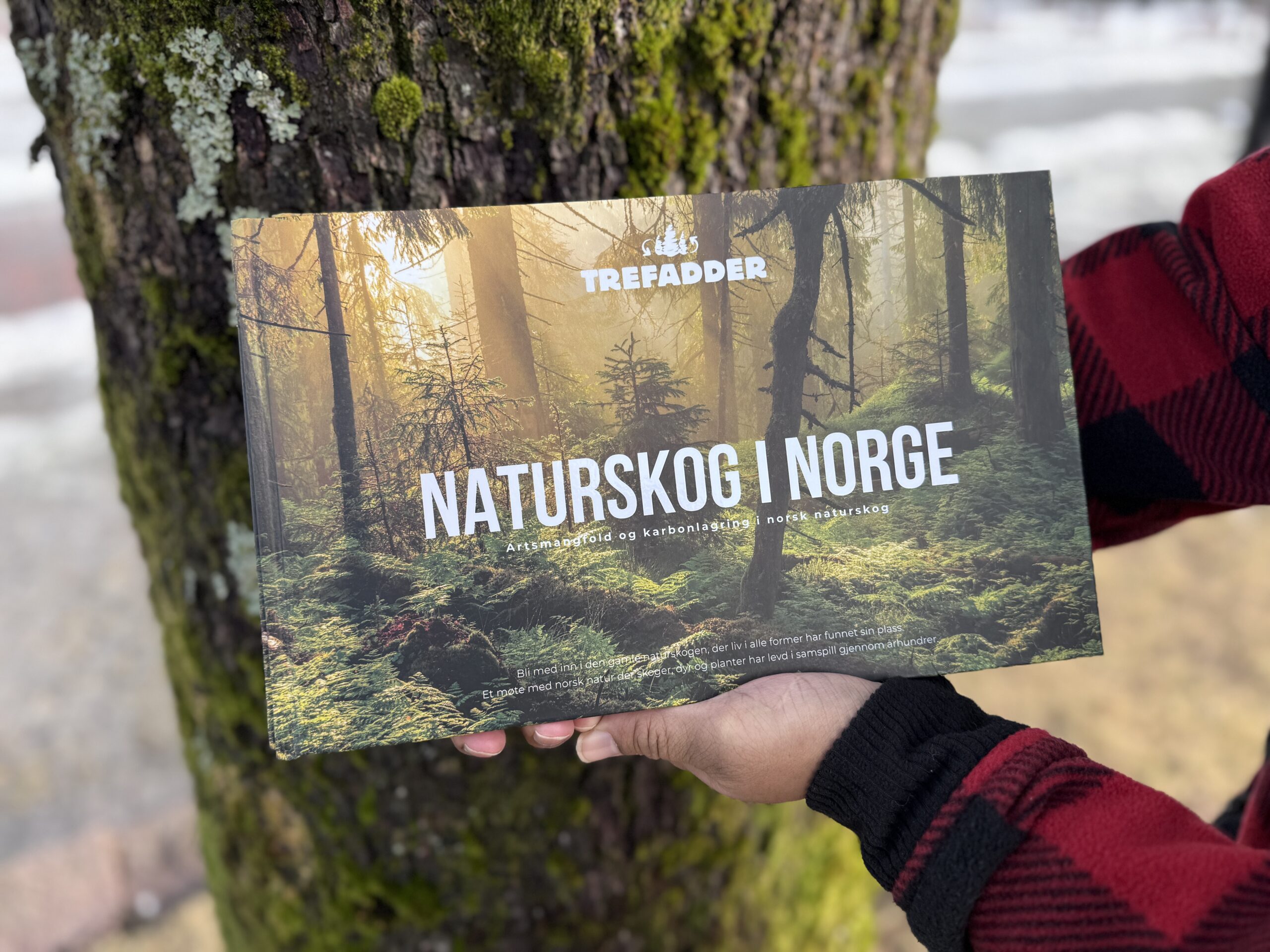 Natureskog i Norge