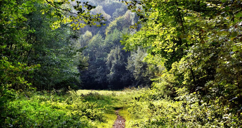 klimakompensation og skovbevaringsprojekter